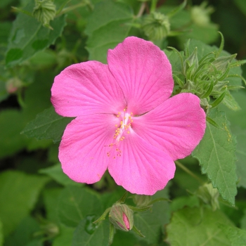 Pavonia lasiopetala '' (025158)