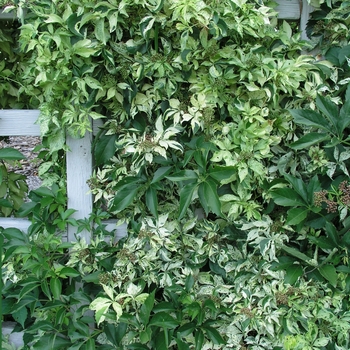 Parthenocissus quinquefolia 'Star Showers'