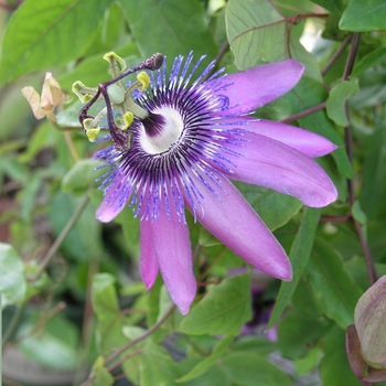 Passiflora 'Lavender Lady' 