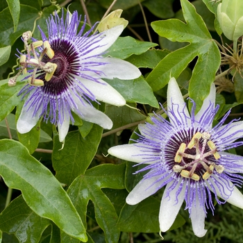 Passiflora caerulea 