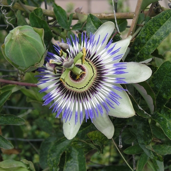 Passiflora caerulea