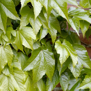 Parthenocissus tricuspidata 'Green Spring'