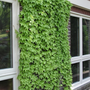 Parthenocissus tricuspidata 'Fenway Park' 