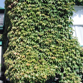 Parthenocissus tricuspidata 