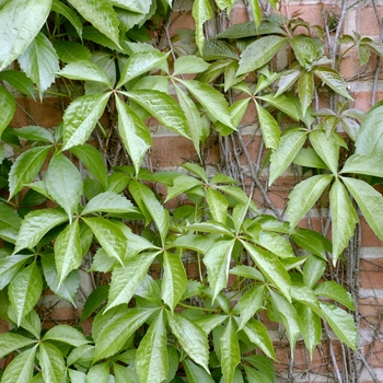 Parthenocissus quinquefolia var. engelmannii 'Engelmannii' 