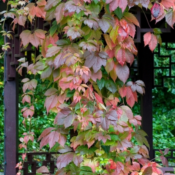 Parthenocissus quinquefolia 