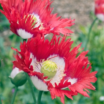 Papaver somniferum 'Danish Flag'