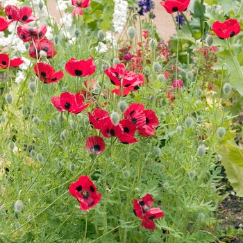 Papaver commutautm 'Ladybird'