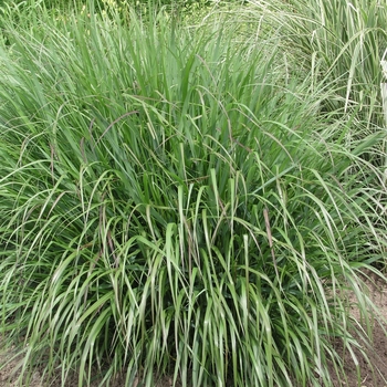 Panicum virgatum 'Warrior' 