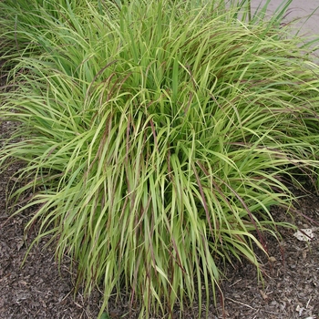 Panicum virgatum 'Rostrahlbusch' 