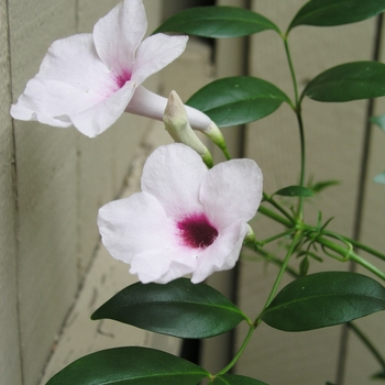 Pandorea jasminoides 