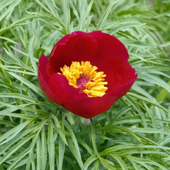 Paeonia tenuifolia 