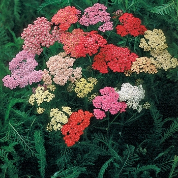 Achillea millefolium 'Colorado'