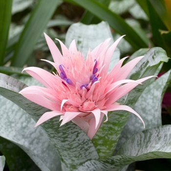 Aechmea fasciata