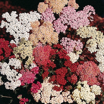 Achillea millefolium 'Colorado' 