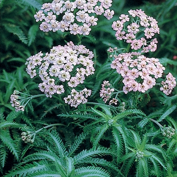 Achillea sibirica ssp. camschatica 'Love Parade' 