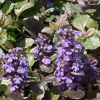 Ajuga reptans 'Purple Brocade' 