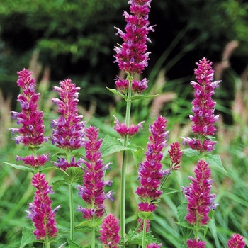 Agastache pallida x rugosa 'Globetrotter'