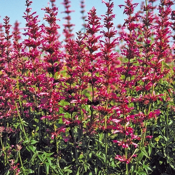 Agastache mexicana 'Sangria' 