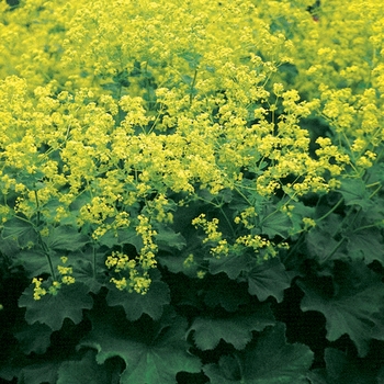 Alchemilla mollis 'Robustica' 