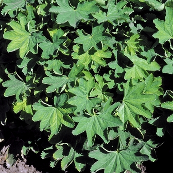 Alchemilla sericata 'Gold Strike'