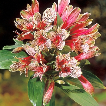 Alstroemeria psittacina 'Mona Lisa' 