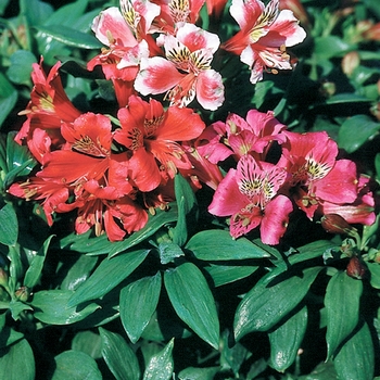 Alstroemeria 'Dandy Candy'