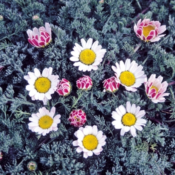 Anacyclus pyrethrum var. depressus 'Silberkissen'