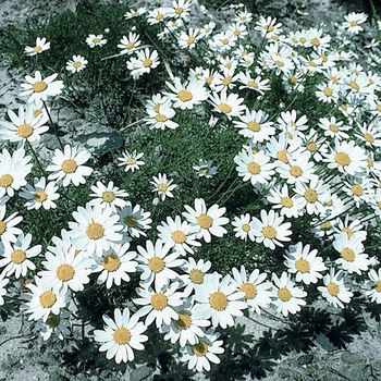 Anthemis carpatica 'Karpatenschnee' 