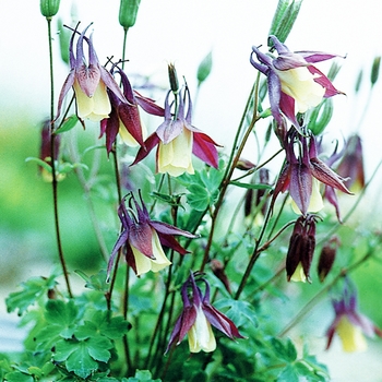 Aquilegia buergeriana 'Calimero'