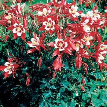 Aquilegia 'Red Hobbit' 