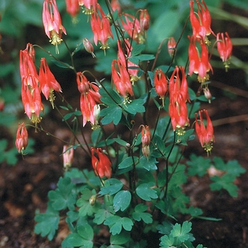 Aquilegia canadensis 'Little Lanterns'