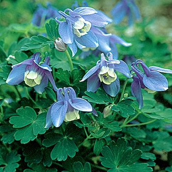 Aquilegia flabellata var. pumila 'Selection' 