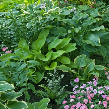 Hosta 'Multiple Varieties' 