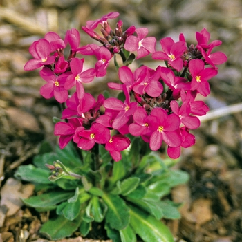 Arabis blepharophylla 'Red Sensation' 