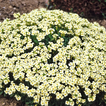 Arabis caucasica 'Pixie Cream'