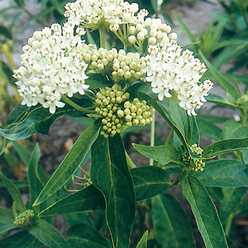 Asclepias incarnata 'Ice Ballet' 