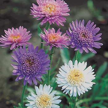 Aster alpinus 'Marchenland' 