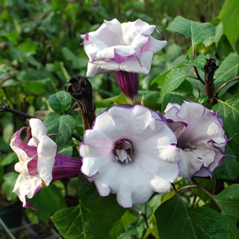 Datura metel 'Double Purple' 