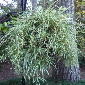 Chlorophytum comosum 'Variegatum' (025581)