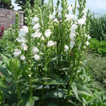 Physostegia virginiana 'Crystal Peak White' 