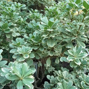 Pittosporum tobira 'Variegata' 