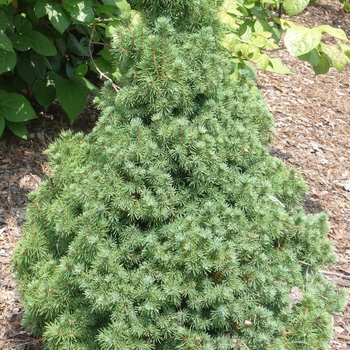 Picea glauca 'Delp's Dwarf' 