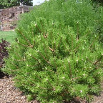 Pinus densiflora 'Vibrant' 