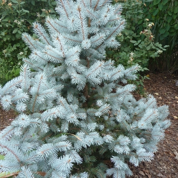 Picea pungens 'Hoopsii'