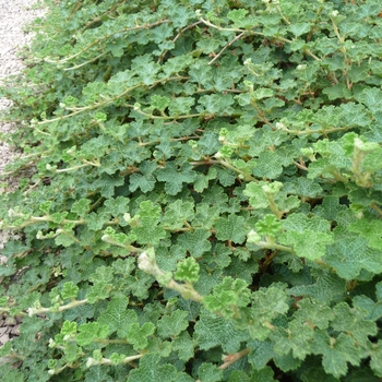 Rubus rolfei 'Emerald Carpet' 