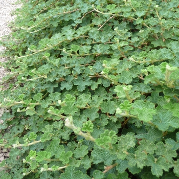 Rubus rolfei 'Emerald Carpet'