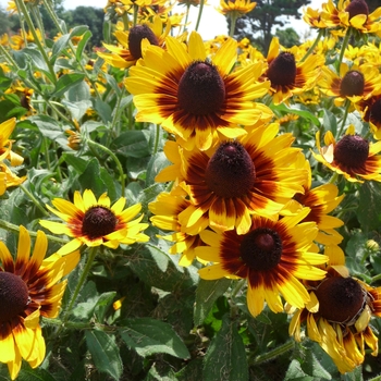 Rudbeckia hirta 'Denver Daisy™' 