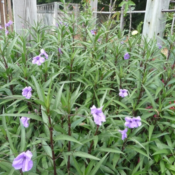 Ruellia brittoniana 