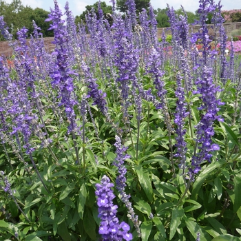 Salvia farinacea 'Blue Emotion' 